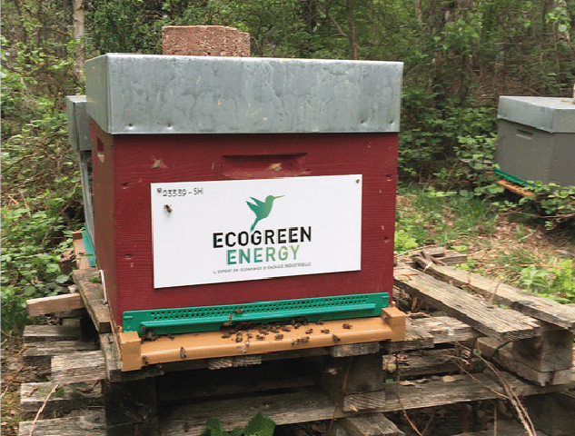 EcoGreenEnergy parrain des abeilles